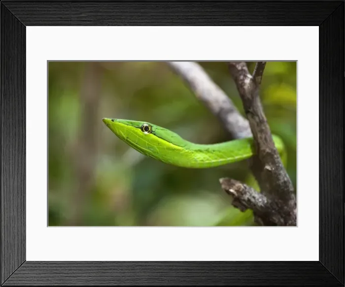 Framed Print : Central America, Costa Rica