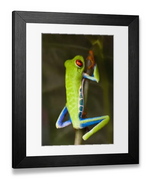 Framed Print : Red-eyed tree frog (Agalychnis callidryas) hiding in the Costa Rican rainforest Framed Print : Red-eyed tree frog (Agalychnis callidryas) hiding in the Costa Rican rainforest