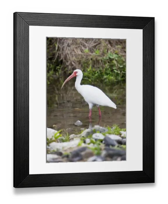 Framed Print : Central America, Costa Rica