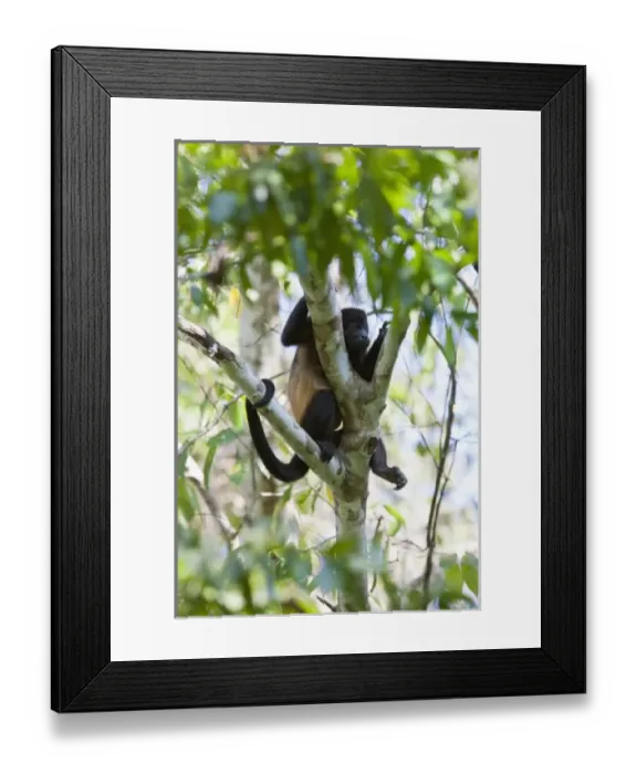 Framed Print : Resting Common Mantled Howler Monkey (Alouatta palliata) Framed Print : Resting Common Mantled Howler Monkey (Alouatta palliata)