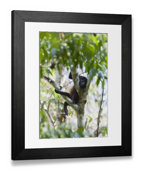 Framed Print : Central America, Costa Rica Framed Print : Central America, Costa Rica