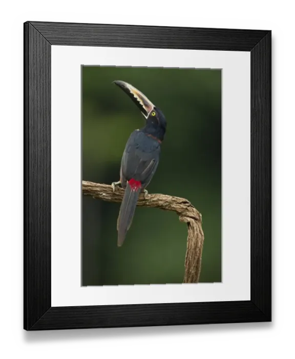 Framed Print : Costa Rica; Collared Aracari, Pteroglossus torquatus, perched on branch