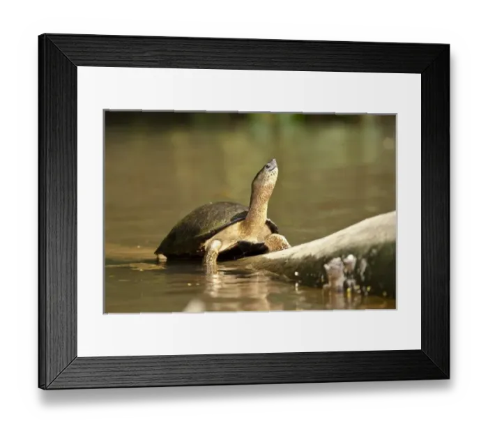 Framed Print : Black Wood Turtle, Rhinoclemmys funerea, Costa Rica, on log in water hole Framed Print : Black Wood Turtle, Rhinoclemmys funerea, Costa Rica, on log in water hole