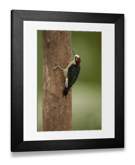 Framed Print : Black-cheeked Woodpecker, Melanerpes pucherani, Laguna del Lagarto Lodge, Costa Rica Framed Print : Black-cheeked Woodpecker, Melanerpes pucherani, Laguna del Lagarto Lodge, Costa Rica