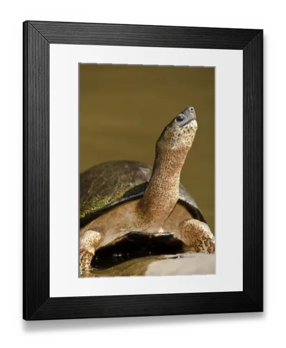 Framed Print : Central America, Costa Rica Framed Print : Central America, Costa Rica