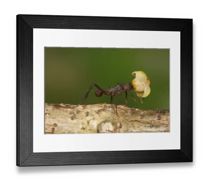 Framed Print : Central America, Costa Rica Framed Print : Central America, Costa Rica