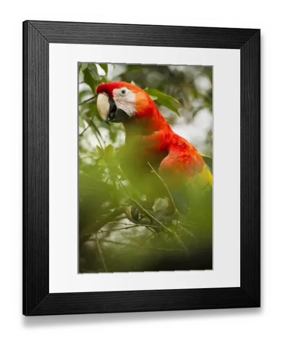 Framed Print : Central America, Costa Rica Framed Print : Central America, Costa Rica