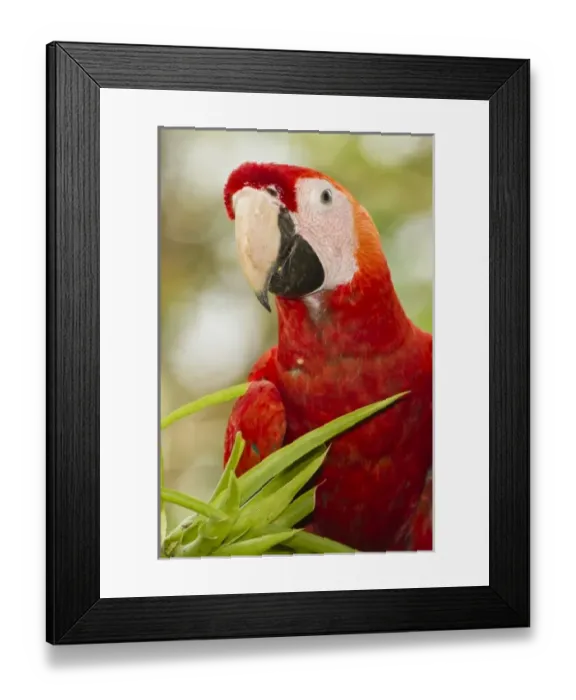 Framed Print : Central America, Costa Rica Framed Print : Central America, Costa Rica