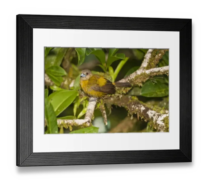 Framed Print : Central America, Costa Rica Framed Print : Central America, Costa Rica