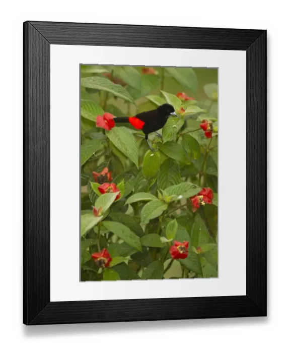 Framed Print : Central America, Costa Rica Framed Print : Central America, Costa Rica