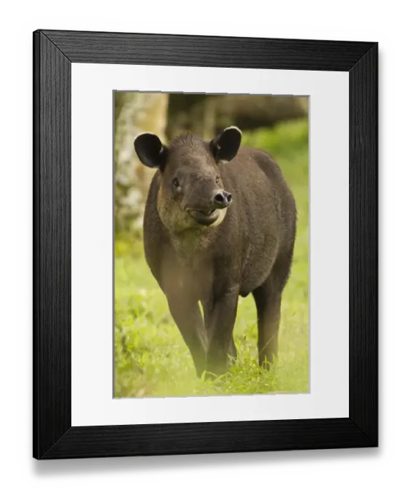 Framed Print : Central America, Costa Rica Framed Print : Central America, Costa Rica