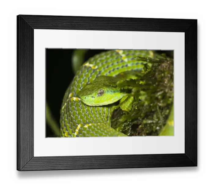 Framed Print : Central America, Costa Rica Framed Print : Central America, Costa Rica