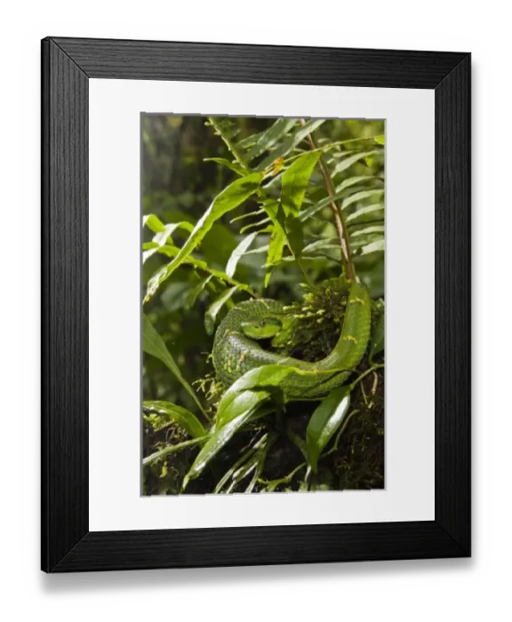 Framed Print : Central America, Costa Rica