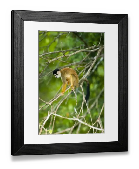 Framed Print : Central America, Costa Rica Framed Print : Central America, Costa Rica