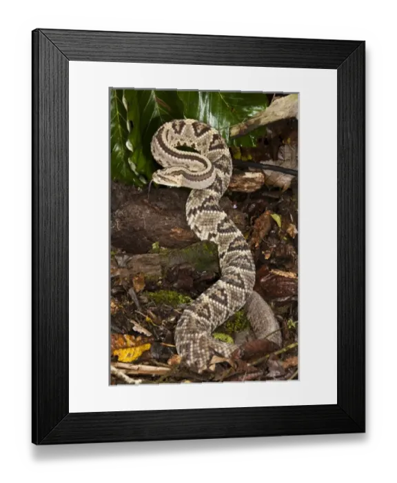 Framed Print : Central America, Costa Rica Framed Print : Central America, Costa Rica