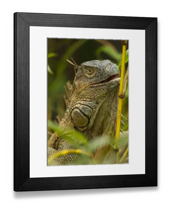 Framed Print : Costa Rica, Central America, Common Iguana, Iguana iguana, climbing in tree