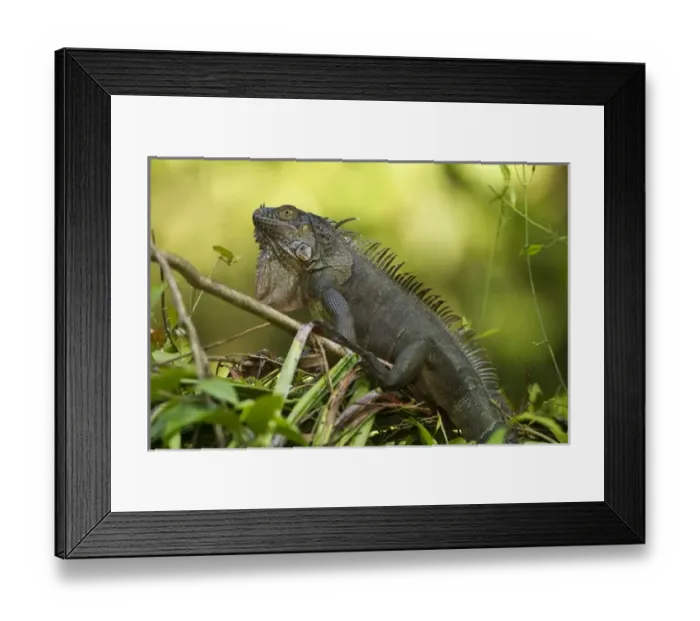 Framed Print : Central America, Costa Rica Framed Print : Central America, Costa Rica