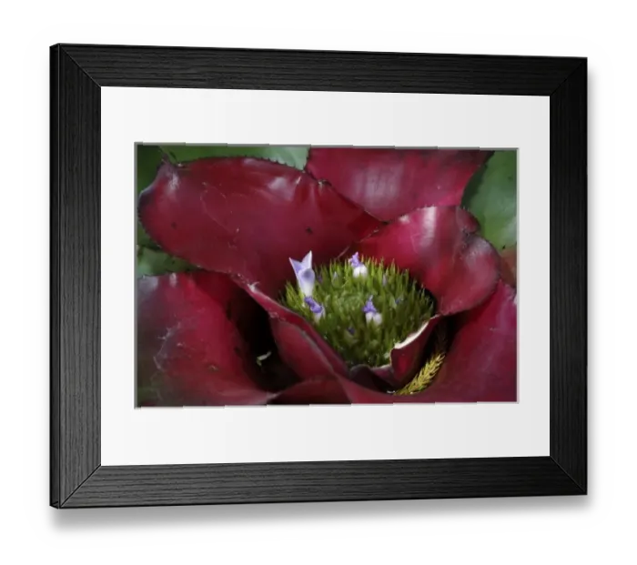 Framed Print : Bromeliad, San Jose, Costa Rica Framed Print : Bromeliad, San Jose, Costa Rica