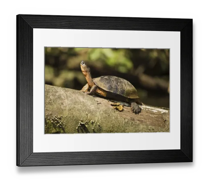 Framed Print : Central America, Costa Rica Framed Print : Central America, Costa Rica