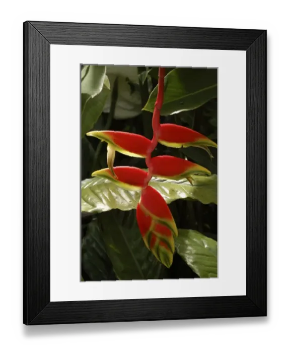 Framed Print : Heliconia Rostrata, San Jose, Costa Rica Framed Print : Heliconia Rostrata, San Jose, Costa Rica
