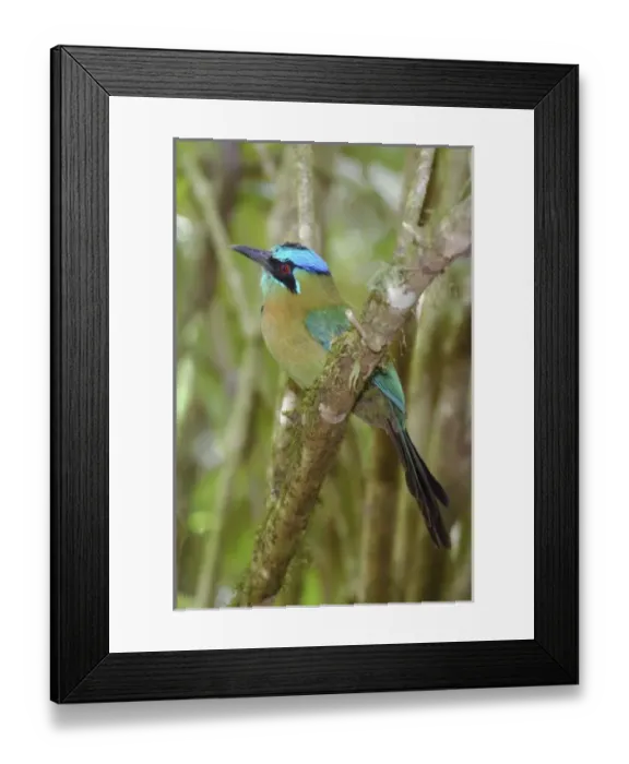 Framed Print : Central America, Costa Rica Framed Print : Central America, Costa Rica