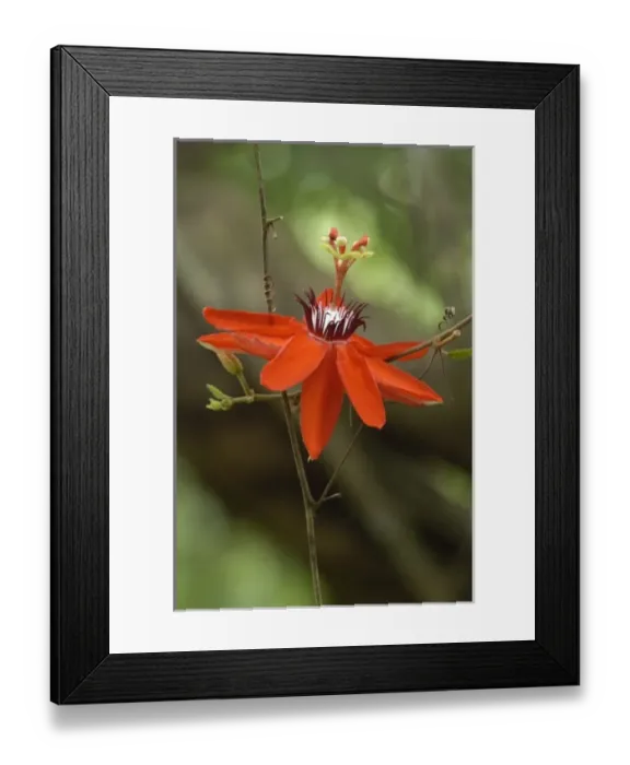 Framed Print : Passion Flower, Wilson Botanical Gardens, San Vito, Costa Rica Framed Print : Passion Flower, Wilson Botanical Gardens, San Vito, Costa Rica
