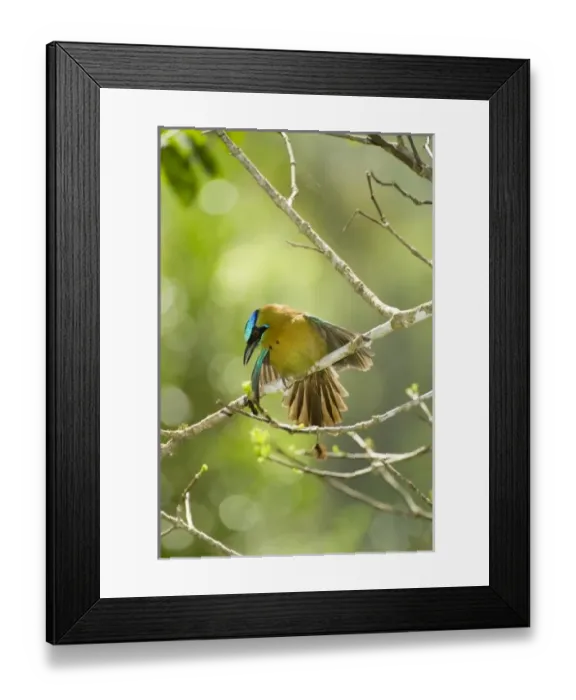 Framed Print : Central America, Costa Rica Framed Print : Central America, Costa Rica