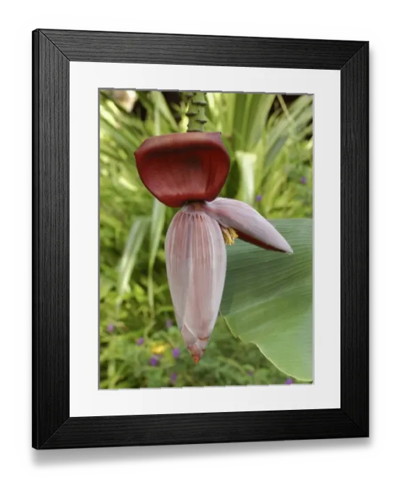 Framed Print : Central America, Costa Rica