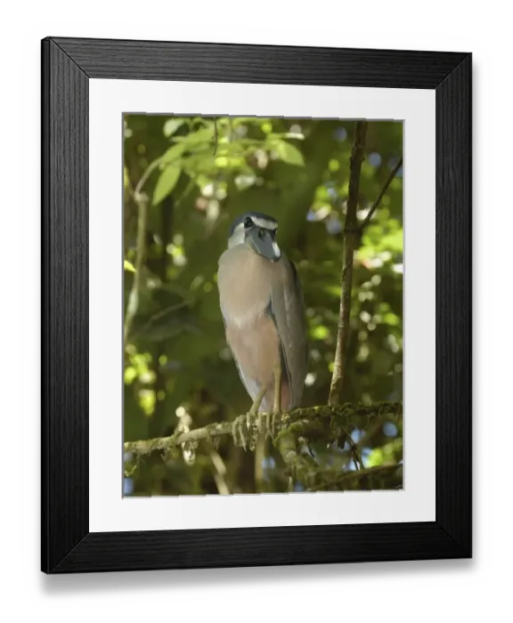 Framed Print : Central America, Costa Rica