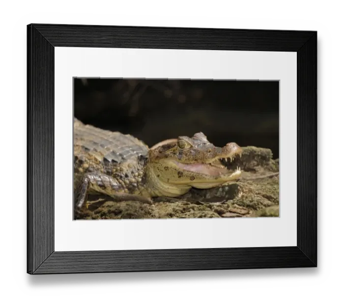 Framed Print : Central America, Costa Rica