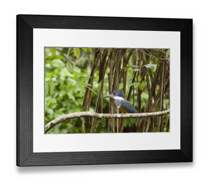 Framed Print : Central America, Costa Rica