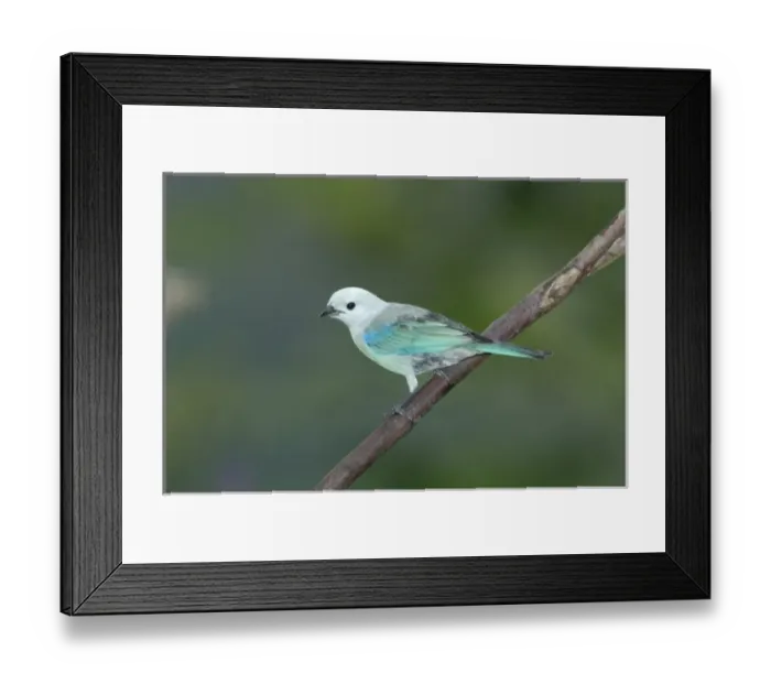 Framed Print : Blue-gray Tanager, Rancho Naturalista, Cordillera Talamanca, Costa Rica