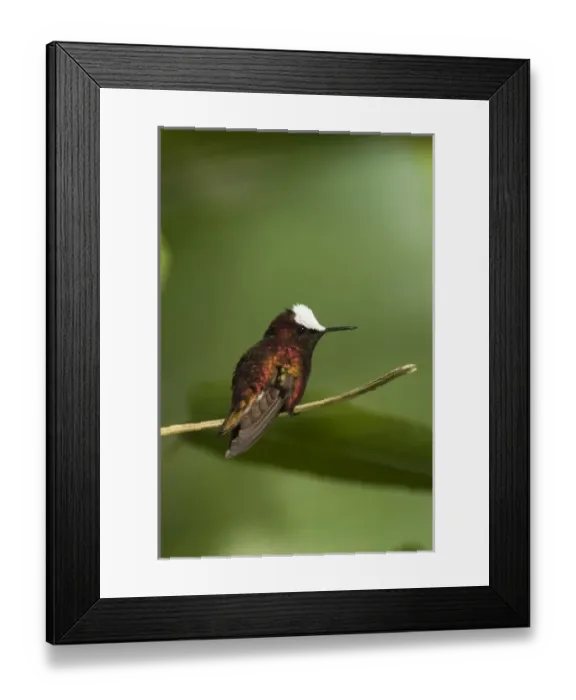 Framed Print : Snowcap Hummingbird, Cordillera Talamanca, Costa Rica Framed Print : Snowcap Hummingbird, Cordillera Talamanca, Costa Rica