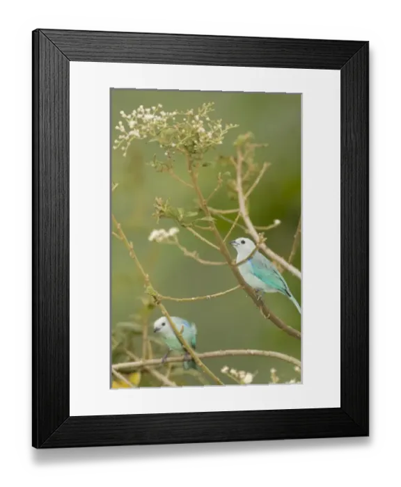 Framed Print : Central America, Costa Rica Framed Print : Central America, Costa Rica