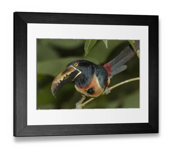 Framed Print : Central America, Costa Rica Framed Print : Central America, Costa Rica
