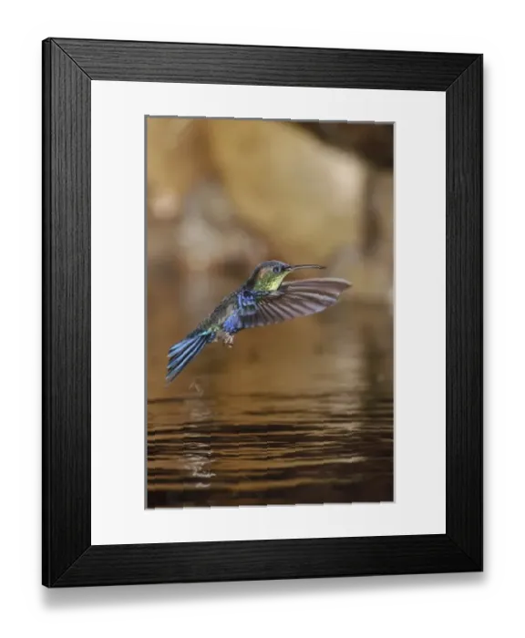 Framed Print : Central America, Costa Rica Framed Print : Central America, Costa Rica