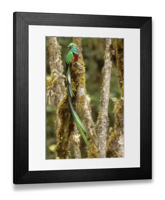 Framed Print : Central America, Costa Rica Framed Print : Central America, Costa Rica