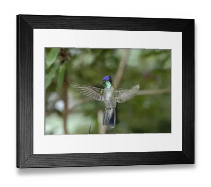 Framed Print : Magnificent Hummingbird, San Gerardo de Dota Cloud Forest, Costa Rica Framed Print : Magnificent Hummingbird, San Gerardo de Dota Cloud Forest, Costa Rica