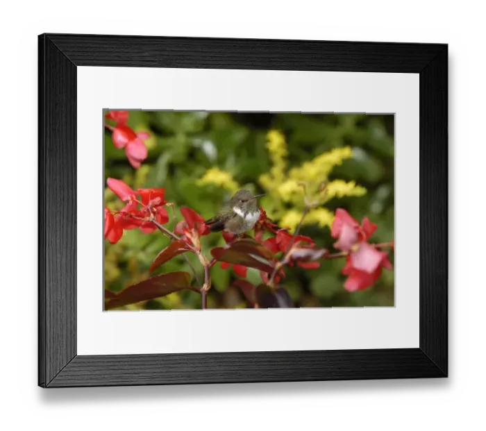 Framed Print : Volcano Hummingbirdl, San Gerardo de Dota Cloud Forest, Costa Rica Framed Print : Volcano Hummingbirdl, San Gerardo de Dota Cloud Forest, Costa Rica