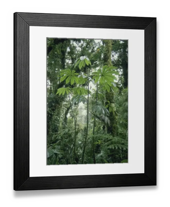 Framed Print : Cloud Forest, Monteverde, Costa Rica Framed Print : Cloud Forest, Monteverde, Costa Rica