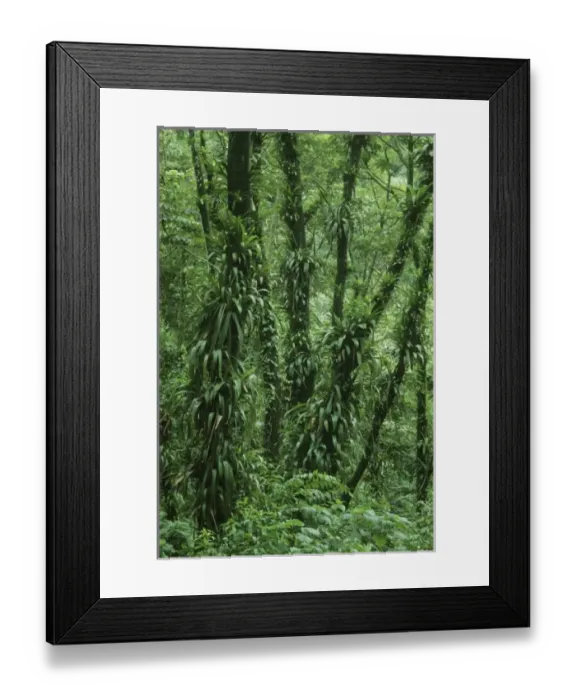Framed Print : Costa Rica, Arenal National Park, rainforest foliage Framed Print : Costa Rica, Arenal National Park, rainforest foliage