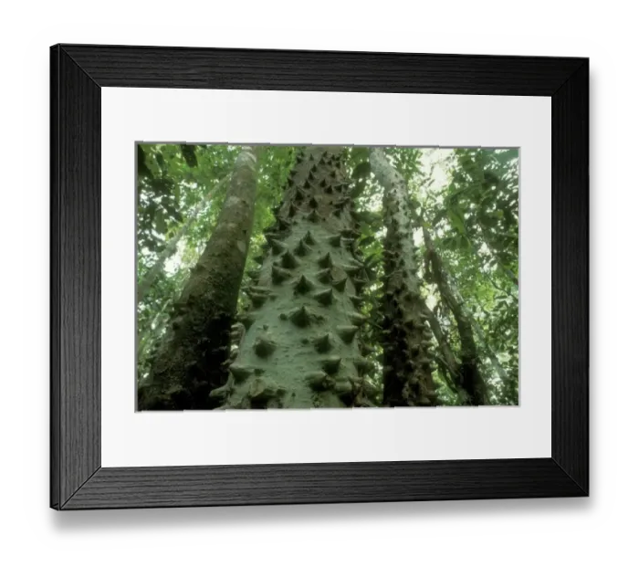 Framed Print : Trunk of tree, (Zanthoxylum sp. ) Corcovado National Park, Costa Rica