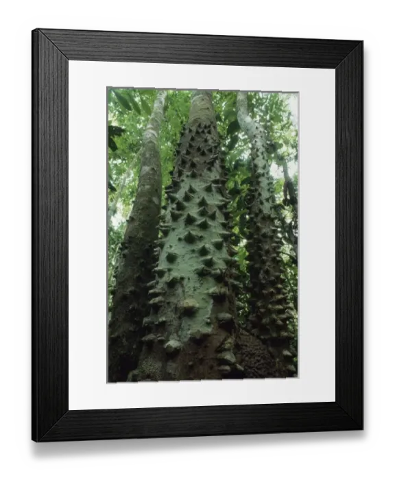 Framed Print : Tree with spiny trunk (Zanthoxylum sp. ) Corcovado National Park, Costa Rica Framed Print : Tree with spiny trunk (Zanthoxylum sp. ) Corcovado National Park, Costa Rica