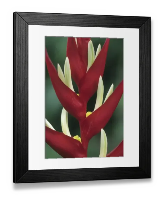 Framed Print : Heliconia, (Heliconia monteverdensis), Costa Rica