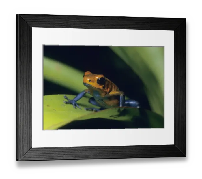 Framed Print : Central America, Costa Rica Framed Print : Central America, Costa Rica