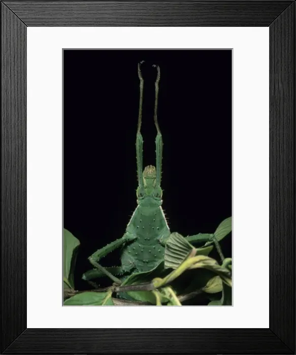 Framed Print : Central America, Costa Rica Framed Print : Central America, Costa Rica