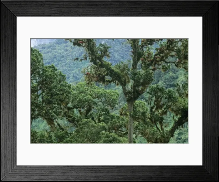 Framed Print : Costa Rica, Chirripo National Park, View of cloud forest Framed Print : Costa Rica, Chirripo National Park, View of cloud forest