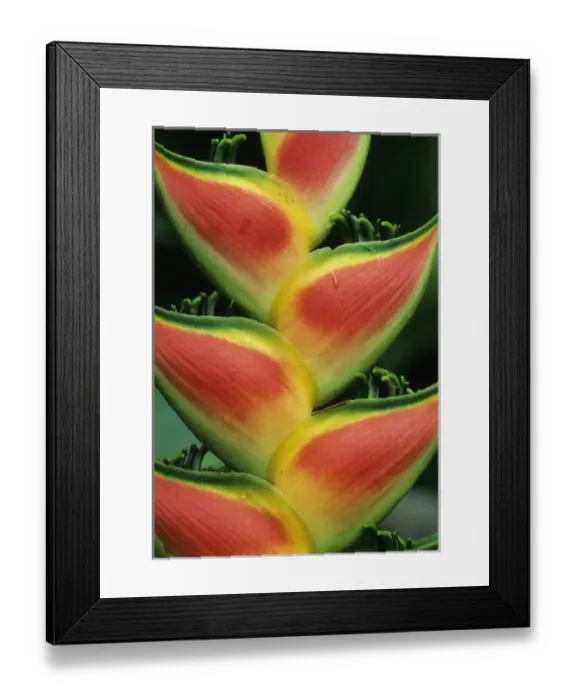 Framed Print : Heliconia, (Heliconia walkeriana), Costa Rica, La Selva Reserve, detail of plant Framed Print : Heliconia, (Heliconia walkeriana), Costa Rica, La Selva Reserve, detail of plant