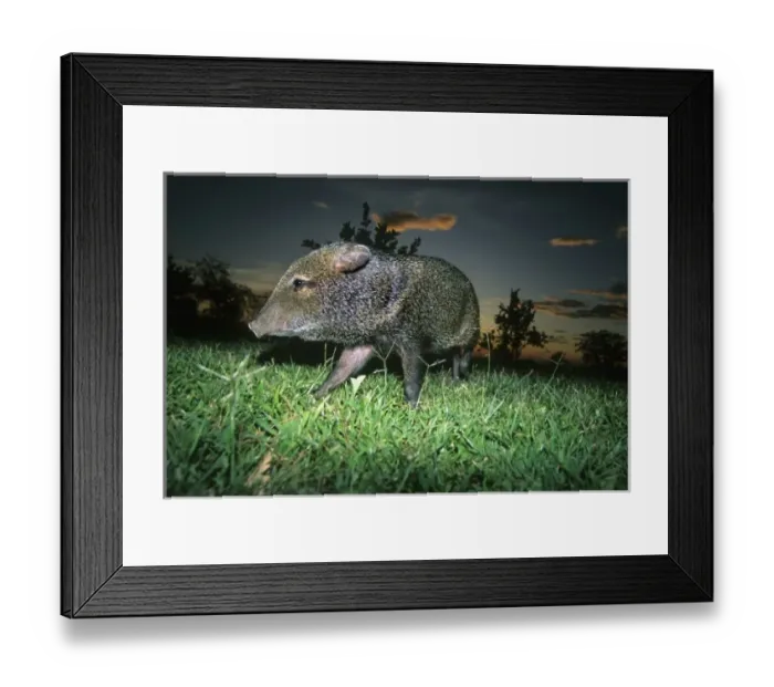 Framed Print : Collared Peccary, (Dicotyles tajacu), portrait, Santa Rosa National Park, Costa Rica Framed Print : Collared Peccary, (Dicotyles tajacu), portrait, Santa Rosa National Park, Costa Rica