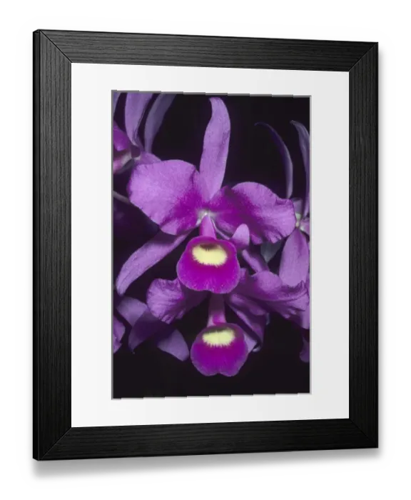 Framed Print : Orchid, (Cattleya skinneri), national flower of Costa Rica